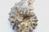 Mammites nodosoides - Turonien - Asfla – Goulmima – Maroc