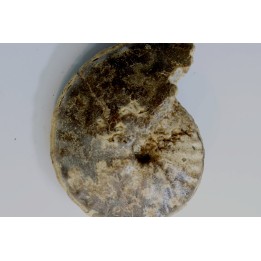Choffaticeras segne - Turonian - Asfla – Goulmima – Morocco