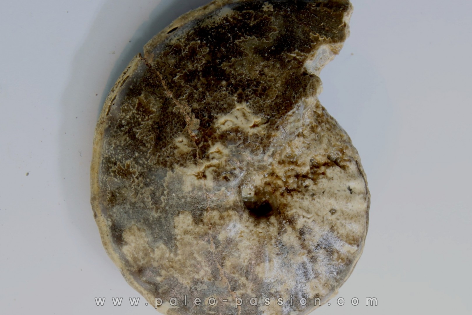 Choffaticeras segne - Turonien - Asfla – Goulmima – Maroc