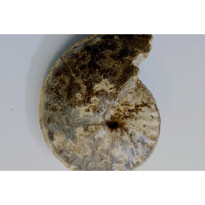 Choffaticeras segne - Turonien - Asfla – Goulmima – Maroc
