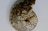 Choffaticeras segne - Turonien - Asfla – Goulmima – Maroc