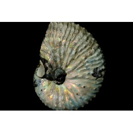 Discoscaphites conradi