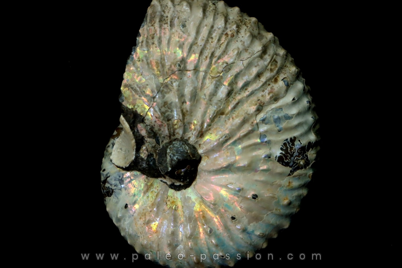 Discoscaphites conradi