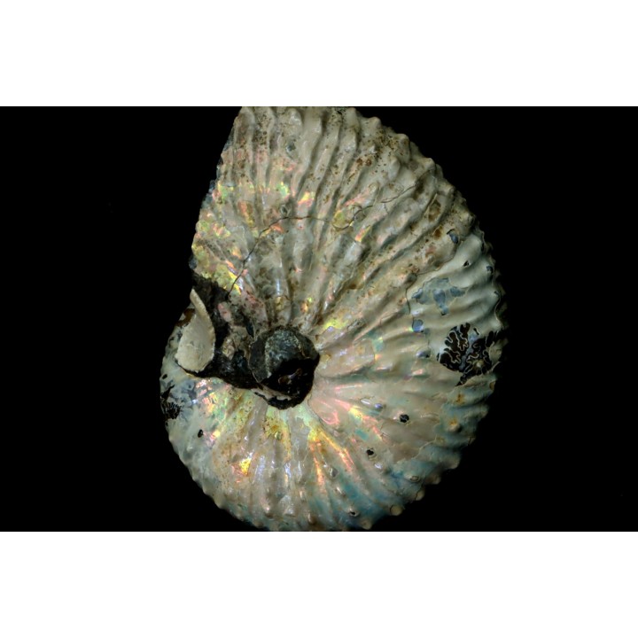 Discoscaphites conradi - Crétacé supérieur - South Dakota, USA