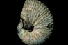 Discoscaphites conradi