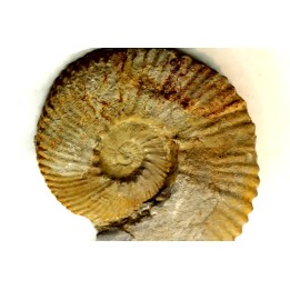 Subalpinites fauriensis - Berriasian - Gard - France