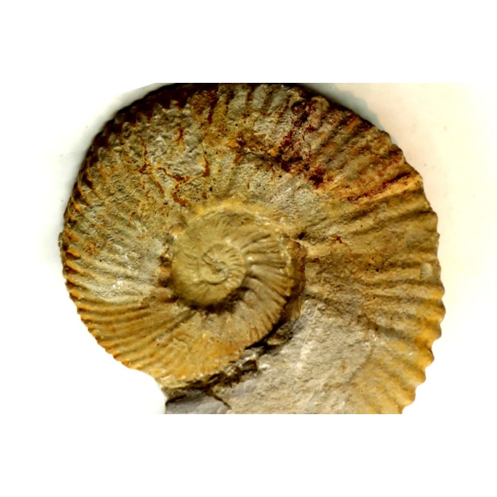 Subalpinites fauriensis - Berriasian - Gard - France