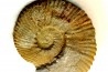 Subalpinites fauriensis - Berriasian - Gard - France