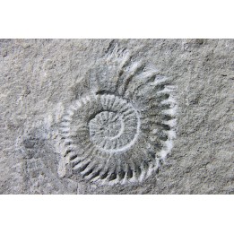 Leptoceras (protoleptoceras) Jelevi - Berriasien - Claret, Herault, FRANCE