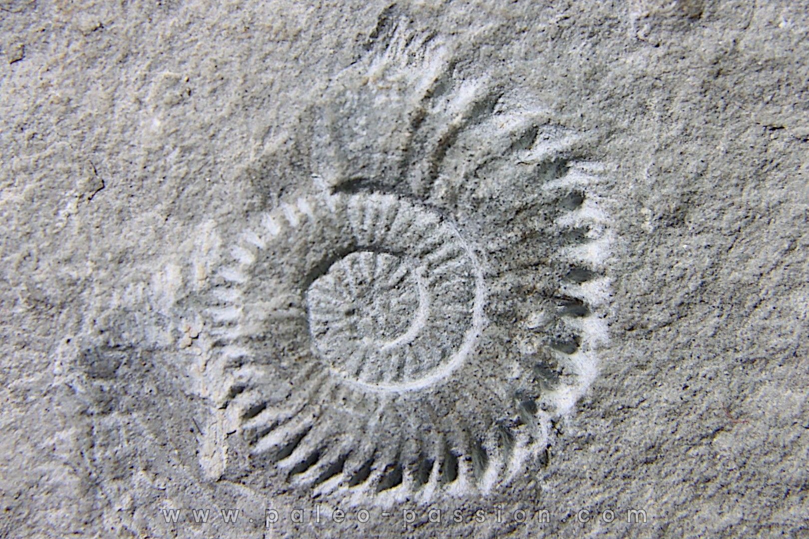 Leptoceras (protoleptoceras) Jelevi - Berriasian - Claret, Herault, FRANCE