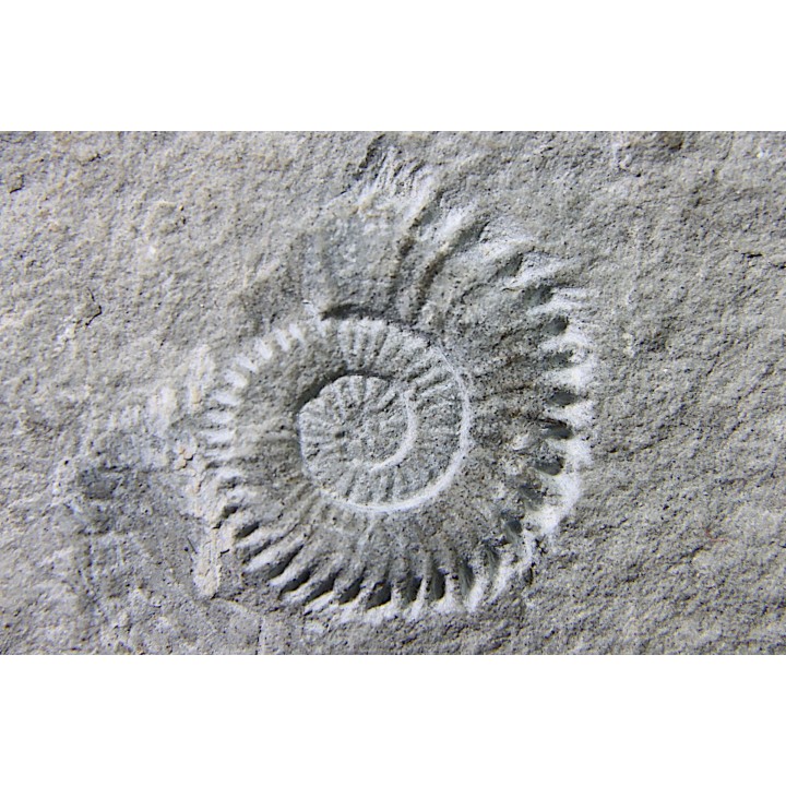 Leptoceras (protoleptoceras) Jelevi - Berriasian - Claret, Herault, FRANCE
