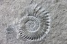 Leptoceras (protoleptoceras) Jelevi - Berriasien - Claret, Herault, FRANCE