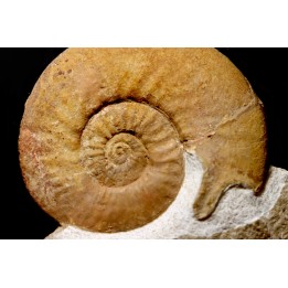 Dalmasiceras dalmasi (Pictet) - Berriasien - Gard - France