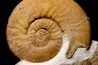 Dalmasiceras dalmasi (Pictet) - Berriasien - Gard - France