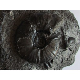 nodule avec PSEUDOHAPLOCERAS GERHARDTI