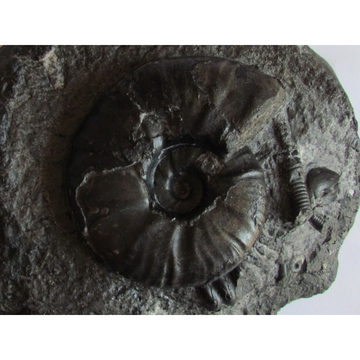 PSEUDOHAPLOCERAS GERHARDTI