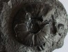 nodule avec PSEUDOHAPLOCERAS GERHARDTI