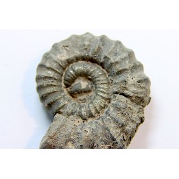 rare ammonite Jouaniceras sicardi - Santonien - Sougraine  -France