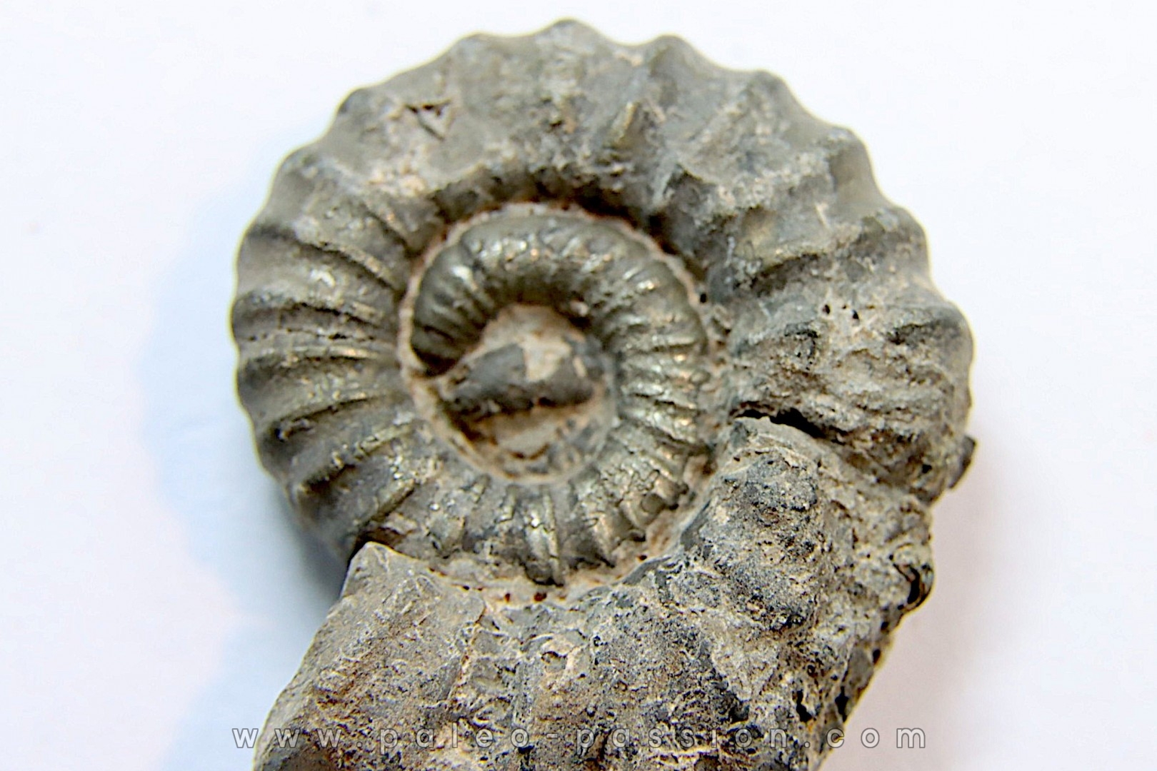 rare heteromorph ammonite Jouaniceras sicardi - Santonian - Sougraine, 11 -France