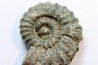 rare heteromorph ammonite Jouaniceras sicardi - Santonian - Sougraine, 11 -France