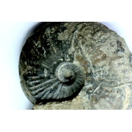 RARE Gruneria gruneri - Toarcien - Roanne - FRANCE