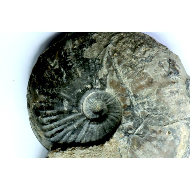RARE Gruneria gruneri  - Toarcian - Roanne - FRANCE
