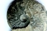 RARE Gruneria gruneri - Toarcien - Roanne - FRANCE
