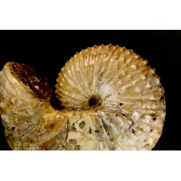 Discoscaphites conradi  Maestrichtien  Fox Hill formation  Wyoming - USA
