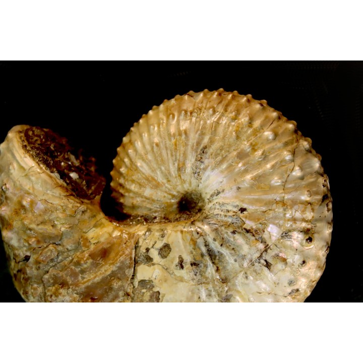 Discoscaphites conradi  Maestrichtien  Fox Hill formation  Wyoming - USA