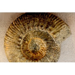 aulacostephanus volgensis - kimmeridgien - Boulonnais, France