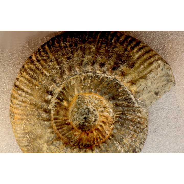 aulacostephanus volgensis - kimmeridgien - Boulonnais, France