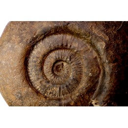 Hammatoceras Speciosum - Toarcien - Roanne - FRANCE