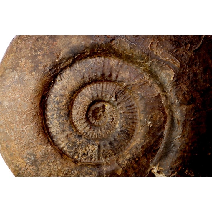 26 cm  - grosse Hammatoceras Speciosum -Toarcien - Roanne - FRANCE
