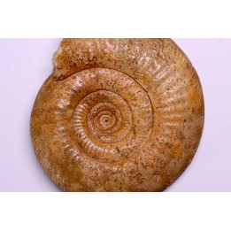 Leptosphinctes leptus - bajocian - Bayeux -14 - FRANCE