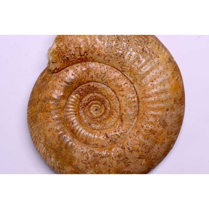 Leptosphinctes leptus - bajocien - Bayeux -14 - FRANCE