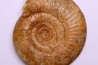 Leptosphinctes leptus - bajocien - Bayeux -14 - FRANCE