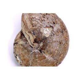 Calliphylloceras demidoffi - upper callovian   -  Villers-sur-Mer  - FRANCE