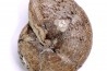 calliphylloceras demidoffi - callovien supérieur - Villers-sur-Mer