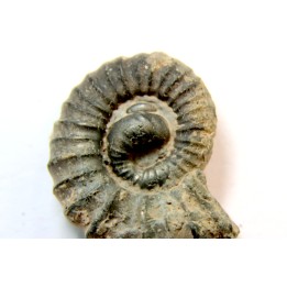 rare ammonite Jouaniceras sicardi - Santonien - Sougraine  -France