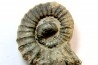 rare ammonite Jouaniceras sicardi - Santonien - Sougraine  -France
