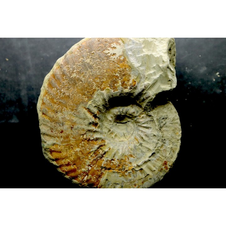 RARE anahoplites sp. - albien moyen - ancienne carrière Courcelles - Aube - France