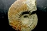 RARE anahoplites sp. - albien moyen - ancienne carrière Courcelles - Aube - France