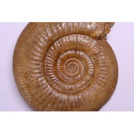 grosse Leptosphinctes leptus - bajocien - Bayeux -14 - FRANCE