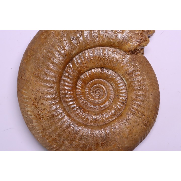 Leptosphinctes leptus - bajocian - Bayeux -14 - FRANCE