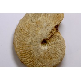 Clydoniceras discus - bathonian - La Marche, Nièvre (58) - FRANCE