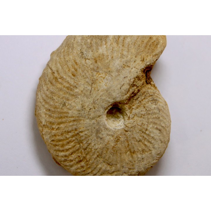 Clydoniceras discus - bathonian - La Marche, Nièvre (58) - FRANCE