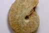 Clydoniceras discus - bathonien - La Marche, Nièvre (58), FRANCE