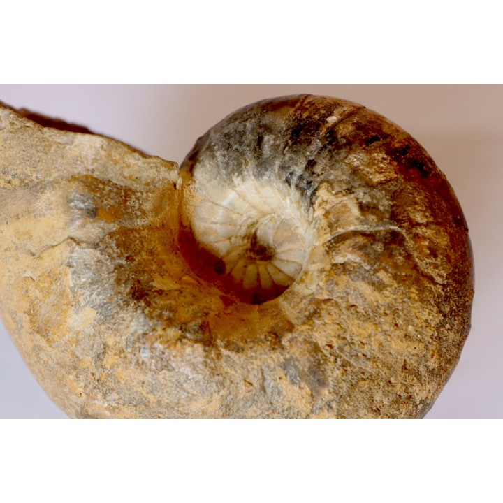Nautile:  Digonioceras excavatum (Sowerby, 1826)  Bajocien  Normandie - FRANCE