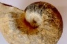 Nautile: Digonioceras excavatum (Sowerby, 1826) Bajocien Normandie - FRANCE