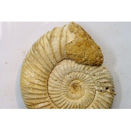 KRANAOSPHINCTES (PACHYPLANULITES) RABEI